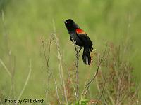 Red-winged Blackbird May 07 Field Trip 051 